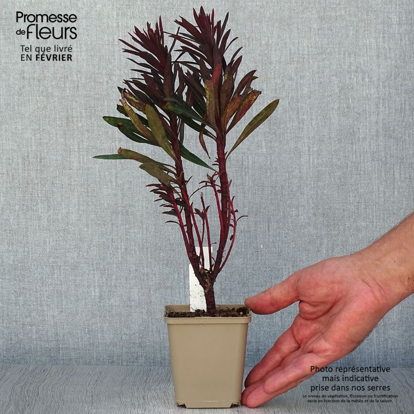 Example of Euphorbia characias Black Bird - Palisaden-Wolfsmilch Kleine Töpfe von 8/9 cm as you get in automne