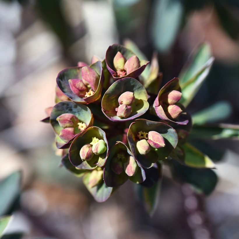 Euphorbia characias Black Bird - Palisaden-Wolfsmilch (Flowering)