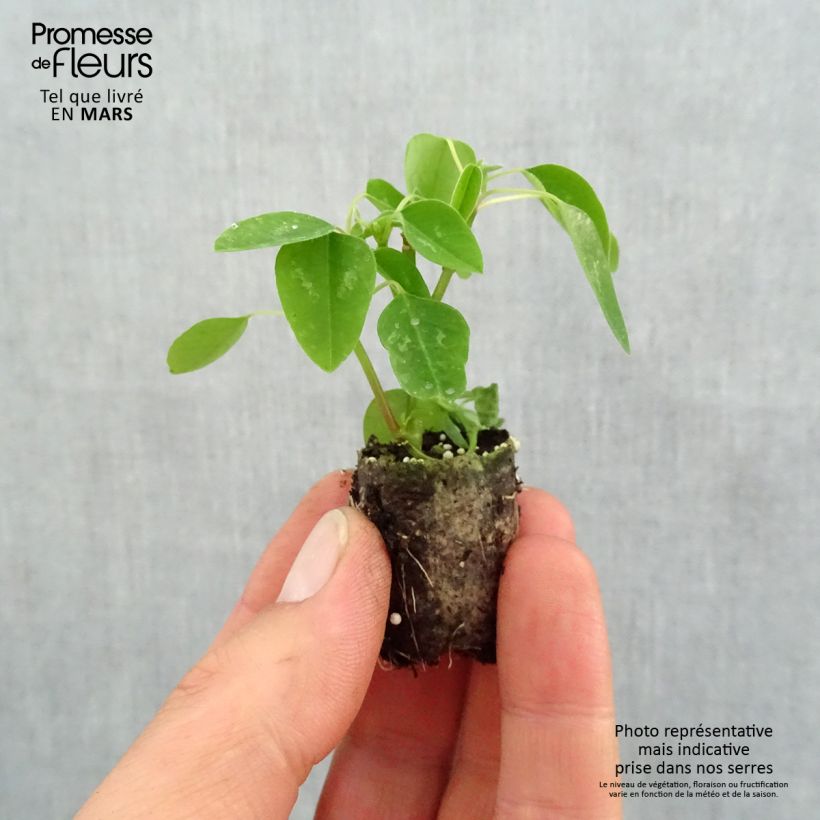 Example of Euphorbia hypericifolia Diamond Snow - Wolfsmilch Mini-Plug Ø 1,5/2,5 cm as you get in printemps