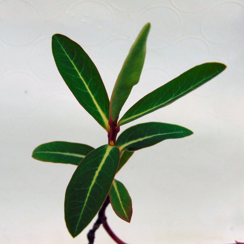Euphorbia cornigera - Horn-Wolfsmilch (Foliage)