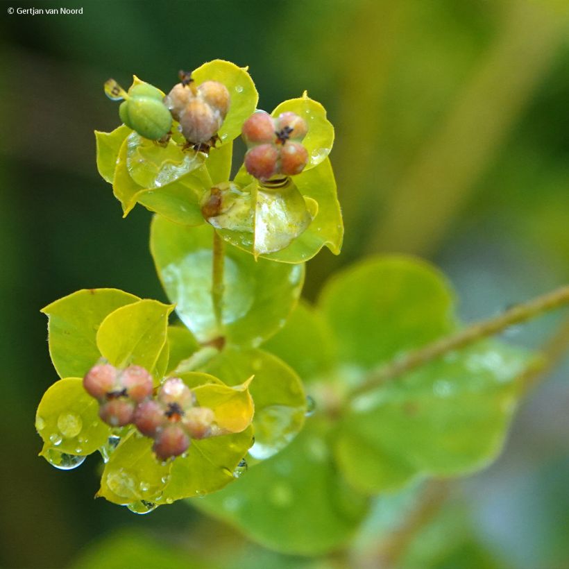 Euphorbia pseudovirgata - Wolfsmilch (Flowering)