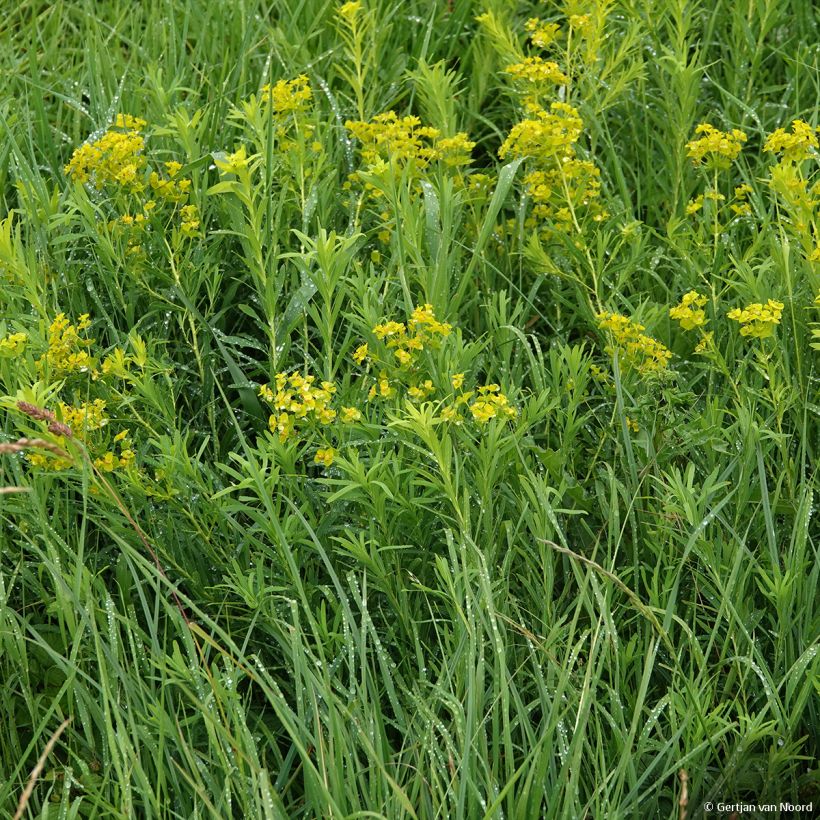 Euphorbia pseudovirgata - Wolfsmilch (Plant habit)