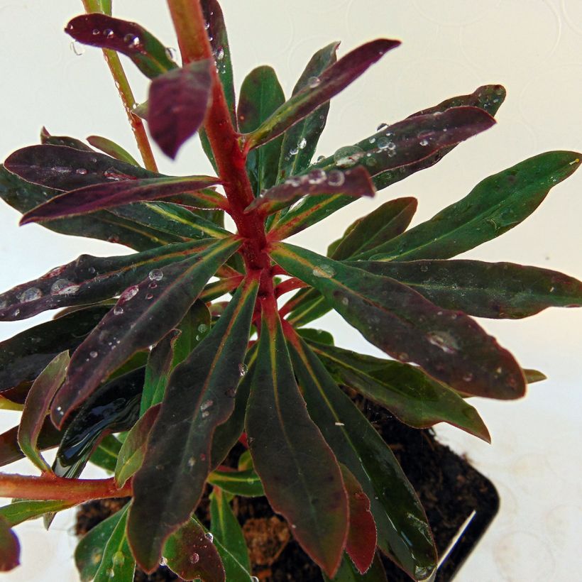 Euphorbia amygdaloides Purpurea - Mandelblättrige Wolfsmilch (Foliage)
