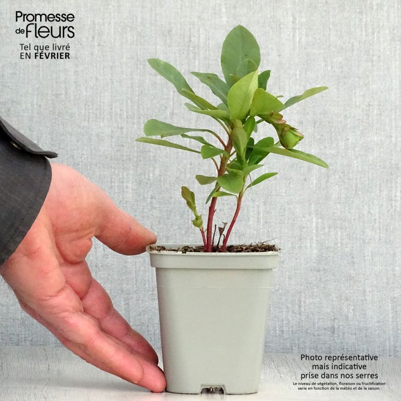 Exemplar von Euphorbia amygdaloïdes var. robbiae - Mandelblättrige Wolfsmilch Kleine Töpfe von 8/9 cm wie im Winter geliefert