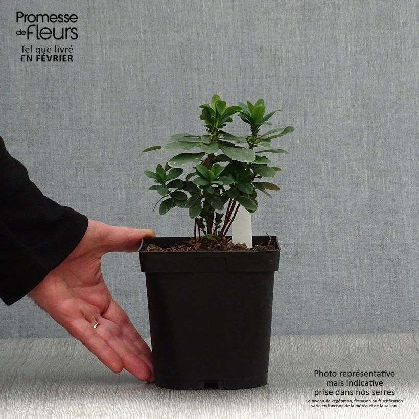 Exemplar von Euphorbia amygdaloïdes var. robbiae - Mandelblättrige Wolfsmilch Topf mit 2L/3L wie im Winter geliefert