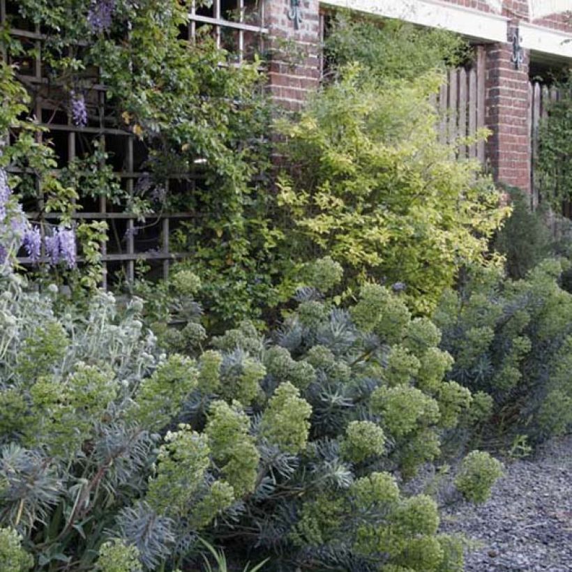 Euphorbia characias subsp. characias ssp. characias - Palisaden-Wolfsmilch (Plant habit)