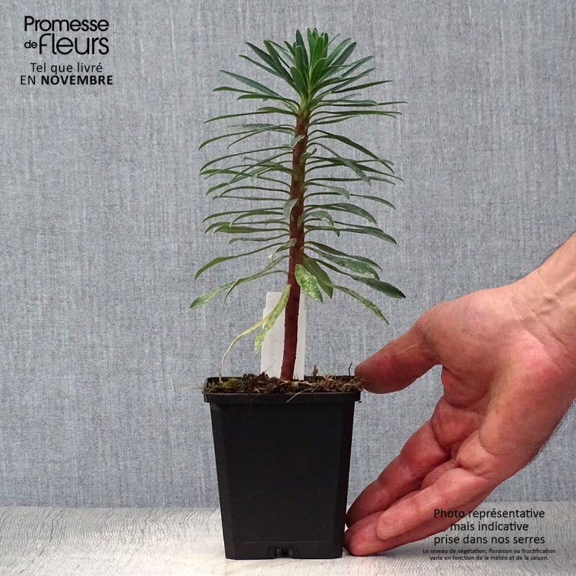 Example of Euphorbia characias Black Pearl - Palisaden-Wolfsmilch Kleine Töpfe von 8/9 cm as you get in automne