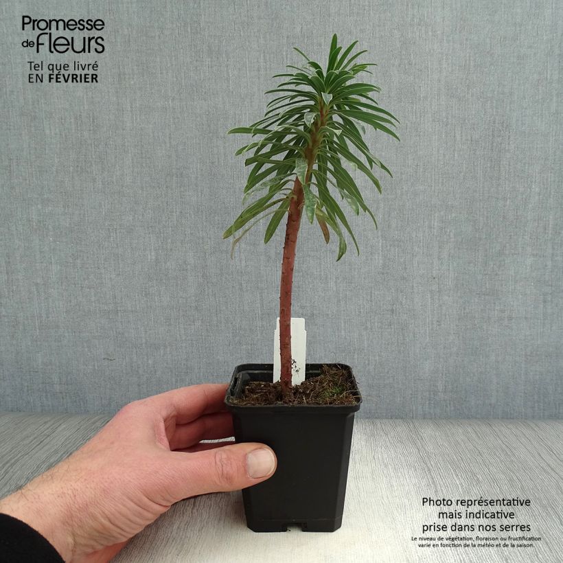 Exemplar von Euphorbia characias Black Pearl - Palisaden-Wolfsmilch Kleine Töpfe von 8/9 cm wie im Winter geliefert