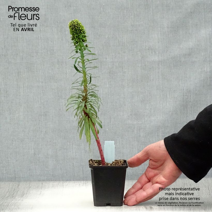 Exemplar von Euphorbia characias Black Pearl - Palisaden-Wolfsmilch Kleine Töpfe von 8/9 cm wie im Frühjahr geliefert