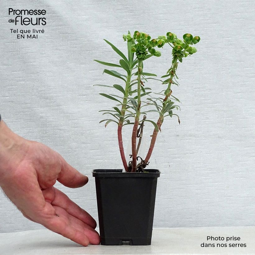 Exemplar von Euphorbia characias Blue Wonder - Palisaden-Wolfsmilch Kleine Töpfe von 8/9 cm wie im Frühjahr geliefert