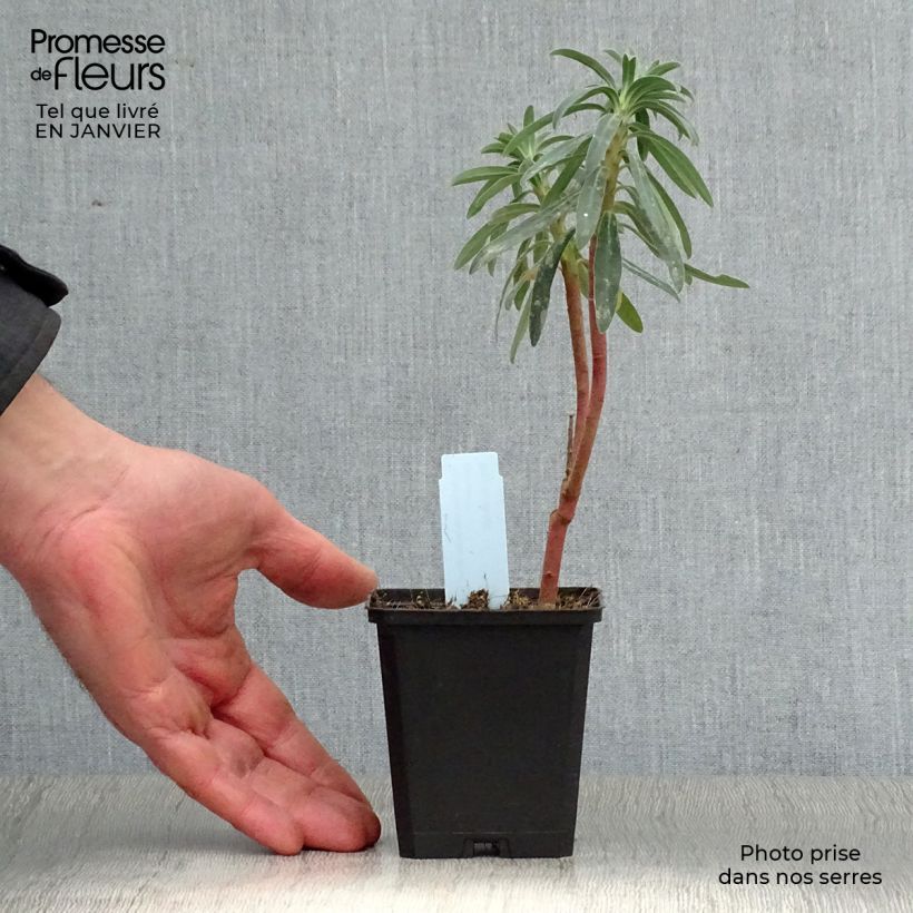 Exemplar von Euphorbia characias Blue Wonder - Palisaden-Wolfsmilch Kleine Töpfe von 8/9 cm wie im Winter geliefert