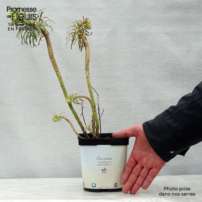 Exemplar von Euphorbia characias Glacier Blue - Palisaden-Wolfsmilch Topf mit 1,5L/2L wie im Winter geliefert