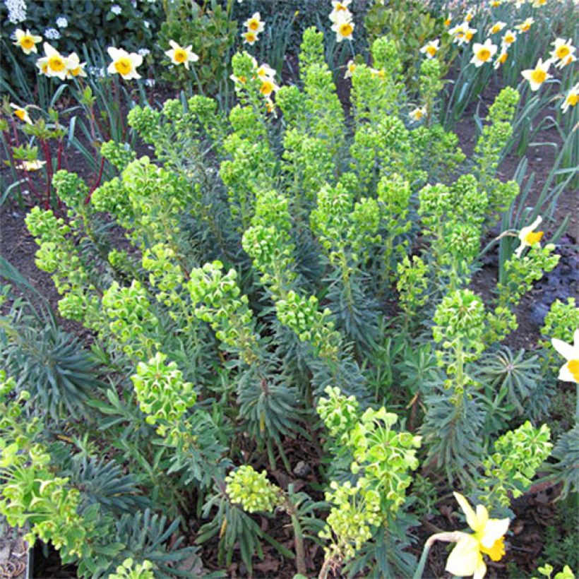 Euphorbia characias Humpty Dumpty - Palisaden-Wolfsmilch (Flowering)