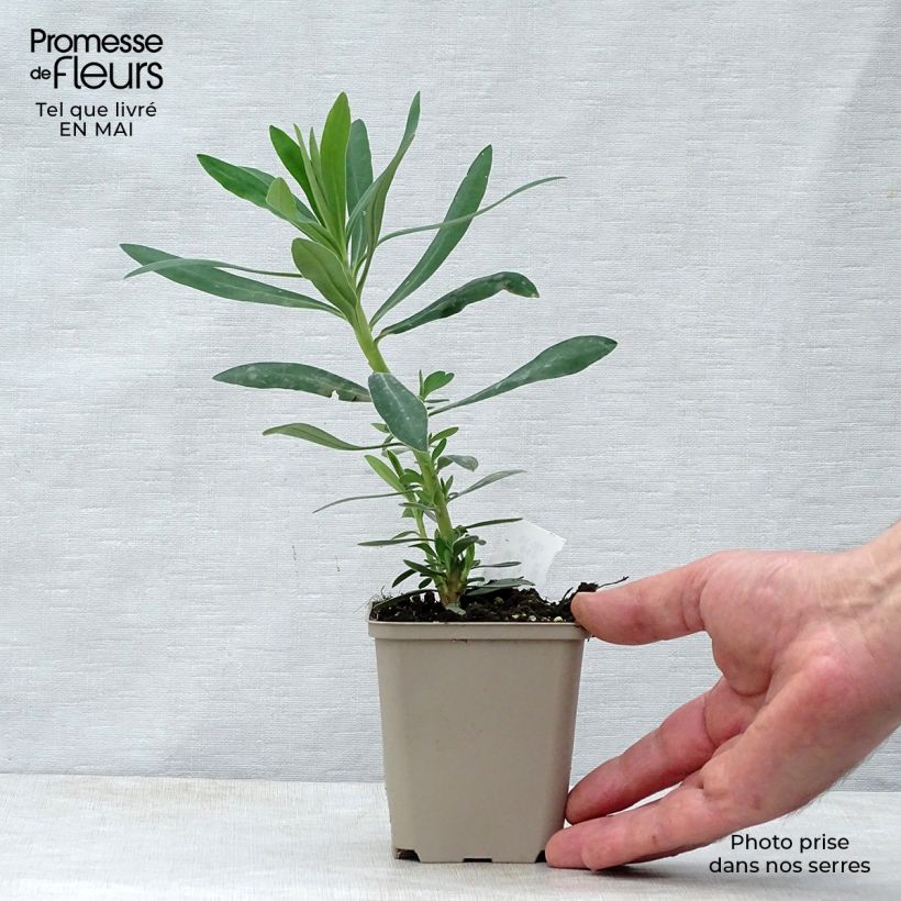 Exemplar von Euphorbia characias Humpty Dumpty - Palisaden-Wolfsmilch Kleine Töpfe von 8/9 cm wie im Frühjahr geliefert