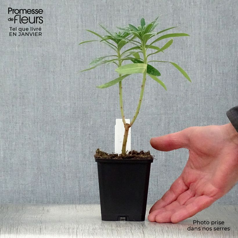 Exemplar von Euphorbia characias Humpty Dumpty - Palisaden-Wolfsmilch Kleine Töpfe von 8/9 cm wie im Winter geliefert