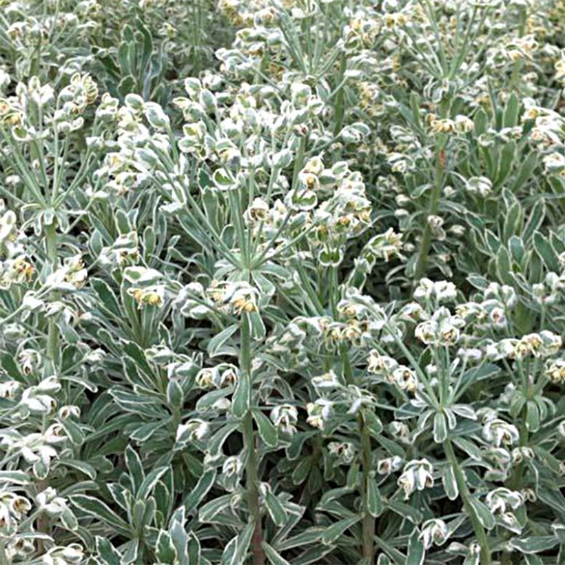 Euphorbia characias Wilcott - Palisaden-Wolfsmilch (Plant habit)