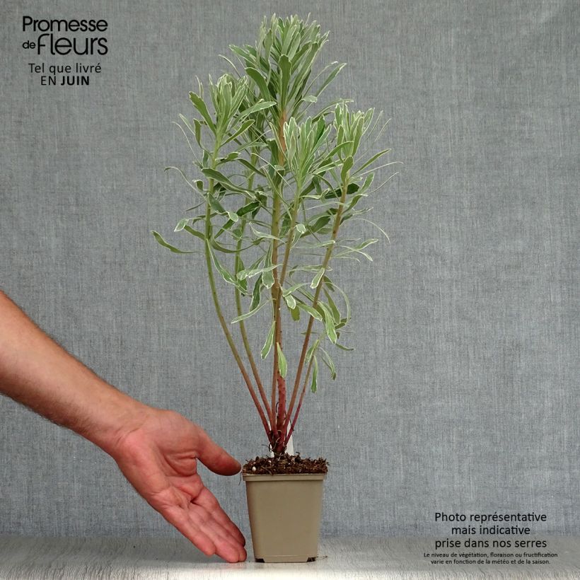 Exemplar von Euphorbia characias Wilcott - Palisaden-Wolfsmilch Kleine Töpfe von 8/9 cm wie im Sommer geliefert
