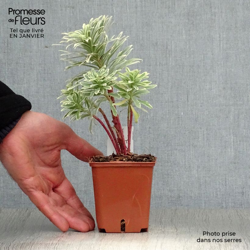 Exemplar von Euphorbia characias Wilcott - Palisaden-Wolfsmilch Kleine Töpfe von 8/9 cm wie im Winter geliefert