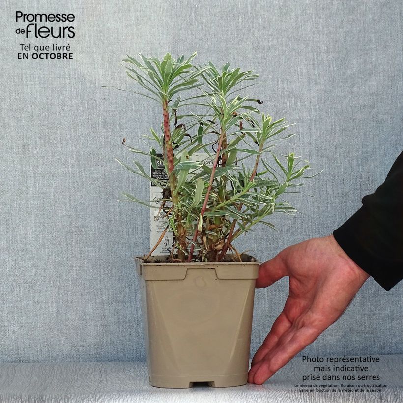 Example of Euphorbia characias Wilcott - Palisaden-Wolfsmilch Topf mit 2L/3L as you get in automne