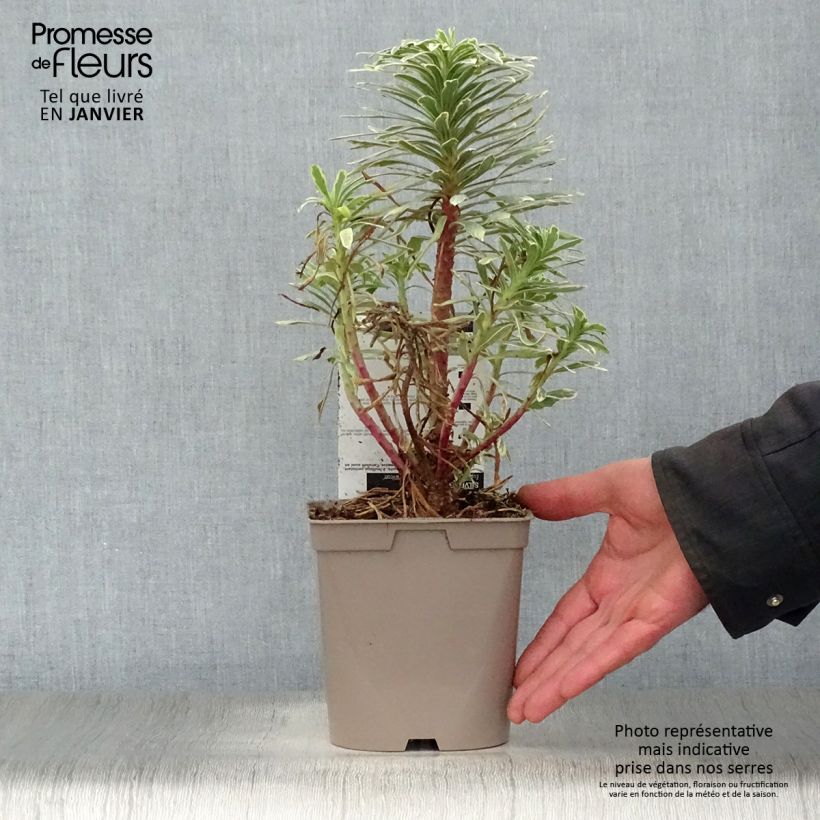 Exemplar von Euphorbia characias Wilcott - Palisaden-Wolfsmilch Topf mit 2L/3L wie im Winter geliefert