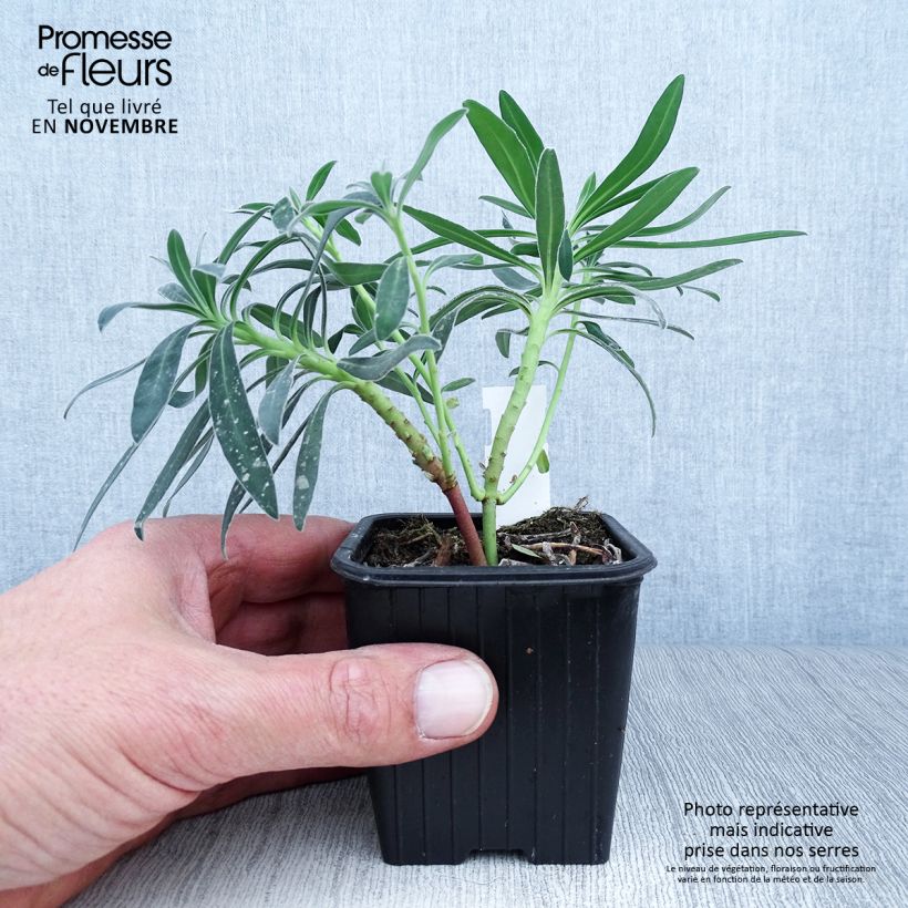 Example of Euphorbia characias ssp. wulfenii - Palisaden-Wolfsmilch Kleine Töpfe von 8/9 cm as you get in automne