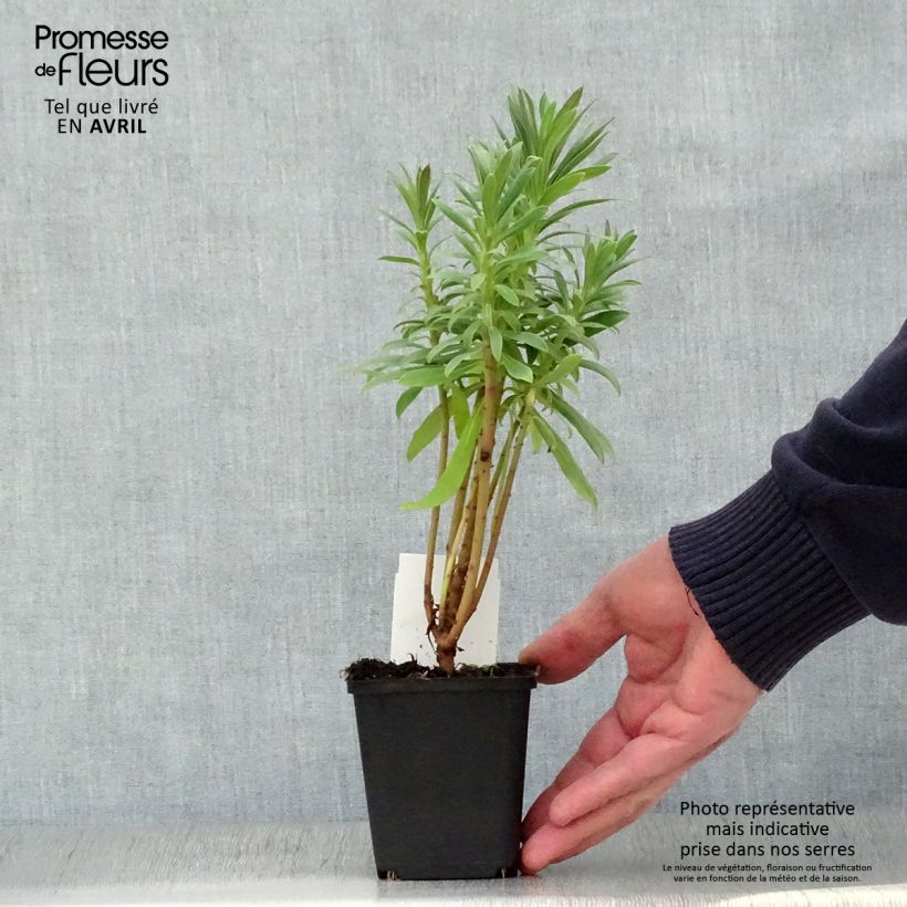 Exemplar von Euphorbia characias ssp. wulfenii - Palisaden-Wolfsmilch Kleine Töpfe von 8/9 cm wie im Frühjahr geliefert