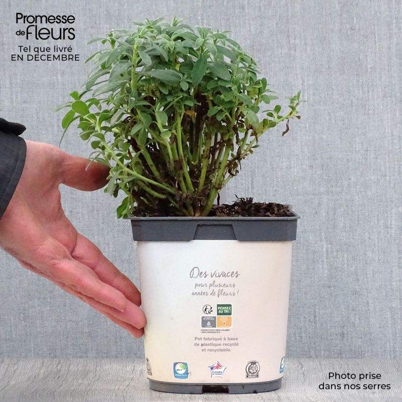 Exemplar von Euphorbia characias ssp. wulfenii - Palisaden-Wolfsmilch Topf mit 2L/3L wie im Winter geliefert