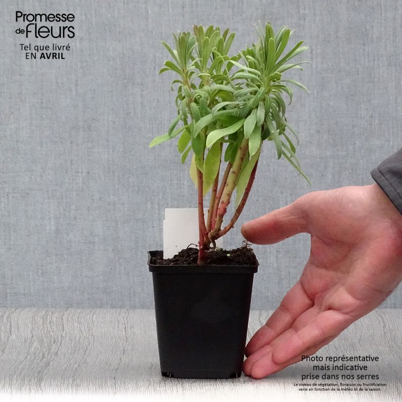 Exemplar von Euphorbia characias ssp. wulfenii - Palisaden-Wolfsmilch Kleine Töpfe von 8/9 cm wie im Winter geliefert
