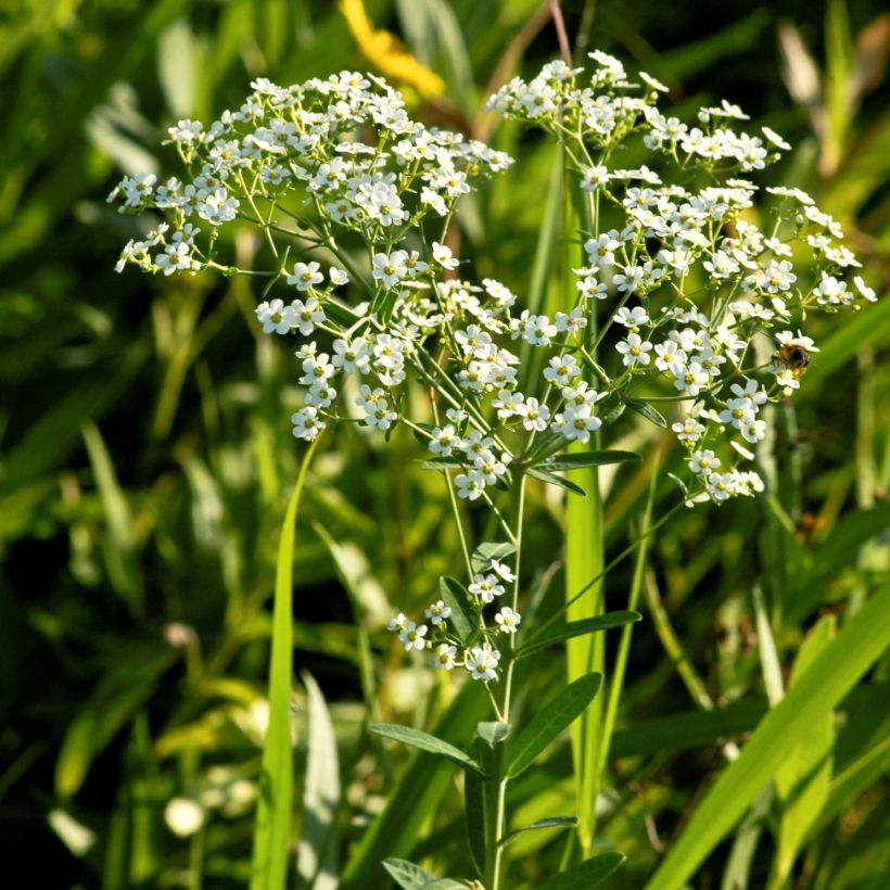 Euphorbia corollata - Kronblattartige Wolfsmilch (Plant habit)