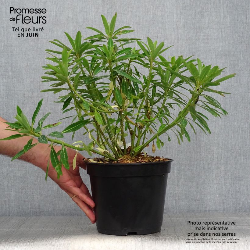 Exemplar von Euphorbia mellifera - Honiggebenden Wolfsmilch Topf mit 2L/3L wie im Sommer geliefert