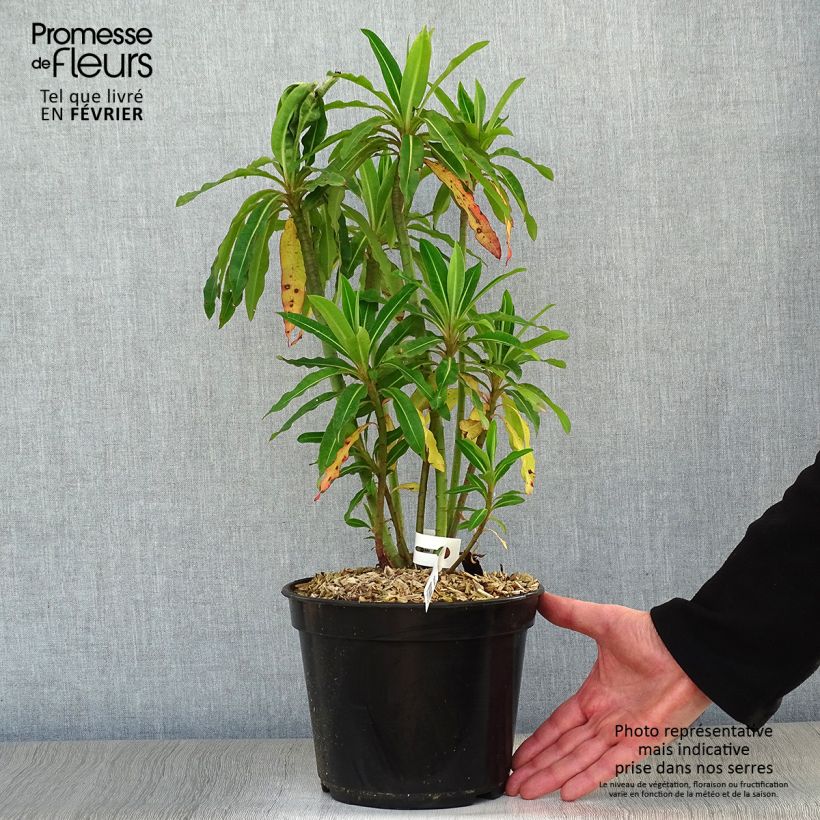 Exemplar von Euphorbia mellifera - Honiggebenden Wolfsmilch Topf mit 2L/3L wie im Winter geliefert