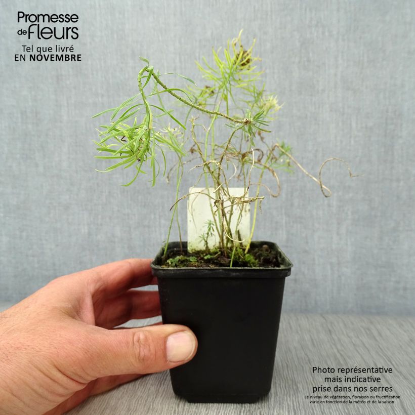 Example of Euphorbia cyparissias Clarice Howard - Zypressen-Wolfsmilch Kleine Töpfe von 8/9 cm as you get in automne
