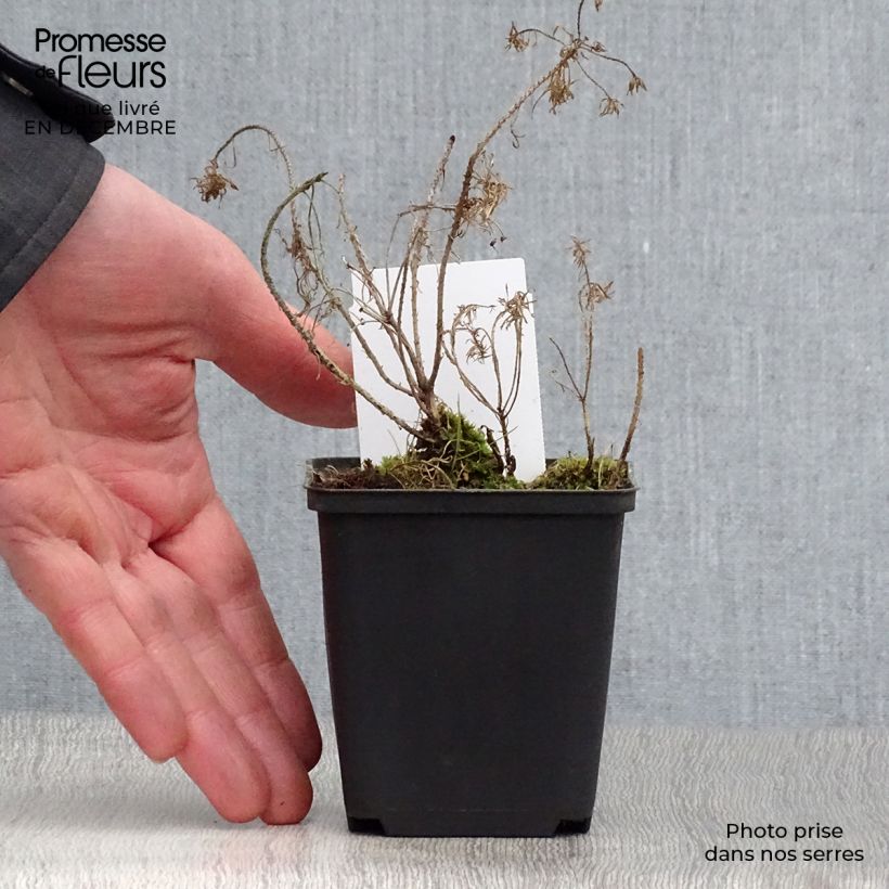 Exemplar von Euphorbia cyparissias Clarice Howard - Zypressen-Wolfsmilch Kleine Töpfe von 8/9 cm wie im Winter geliefert