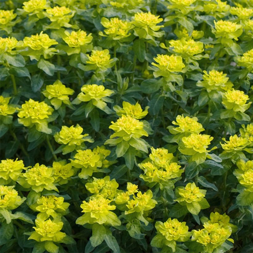 Euphorbia polychroma Candy - Gold-Wolfsmilch (Flowering)