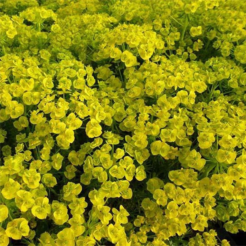 Euphorbia waldsteinii Betten - Wolfsmilch (Flowering)