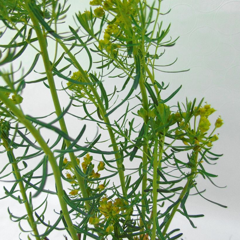 Euphorbia waldsteinii Betten - Wolfsmilch (Foliage)