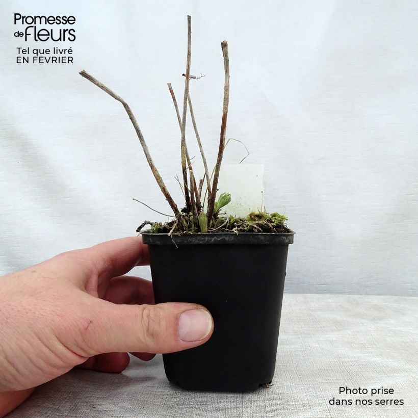 Exemplar von Euphorbia waldsteinii Betten - Wolfsmilch Kleine Töpfe von 8/9 cm wie im Winter geliefert