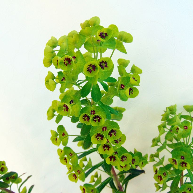 Euphorbia martinii - Busch-Wolfsmilch (Foliage)