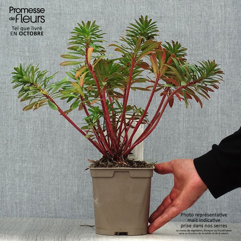 Example of Euphorbia martinii - Busch-Wolfsmilch Topf mit 2L/3L as you get in automne