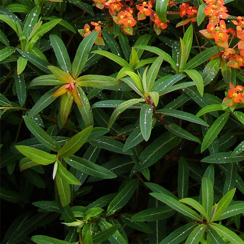Euphorbia griffithii Dixter - Griffiths Wolfsmilch (Foliage)
