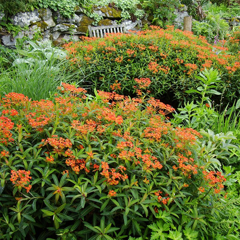 Euphorbia griffithii Dixter - Griffiths Wolfsmilch (Plant habit)