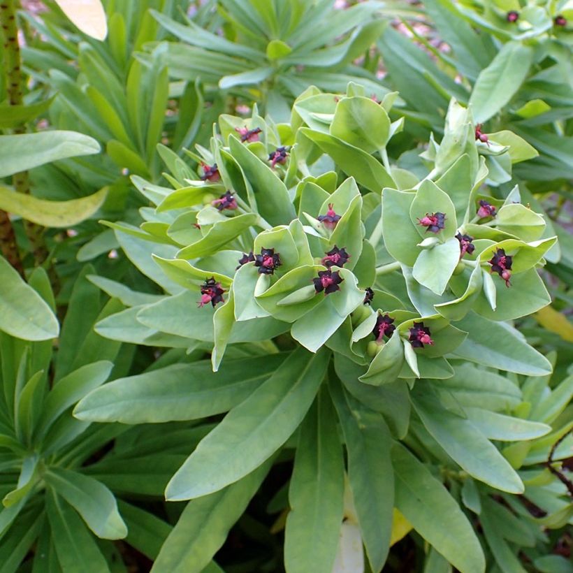 Euphorbia glauca - Wolfsmilch (Foliage)