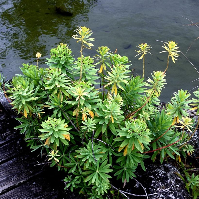 Euphorbia glauca - Wolfsmilch (Plant habit)