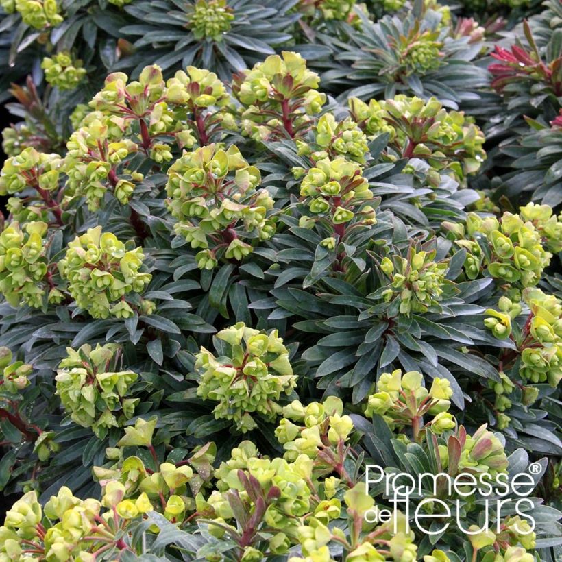 Euphorbia pseudovirgata Redwing - Wolfsmilch (Plant habit)