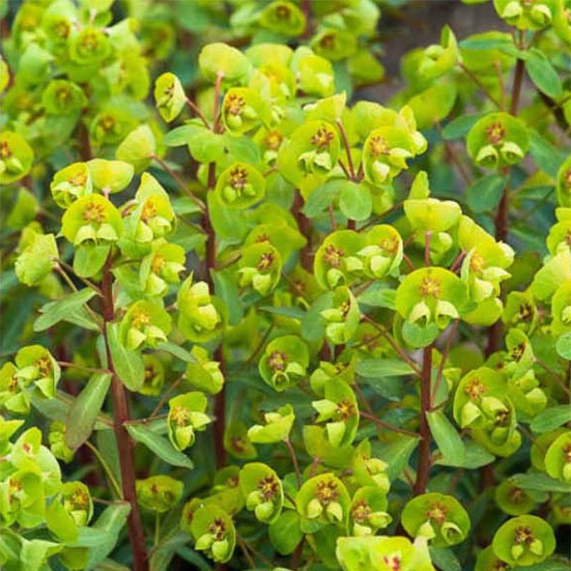 Euphorbia amygdaloides var. robbiae Whistleberry Garnet - Mandelblättrige Wolfsmilch (Flowering)