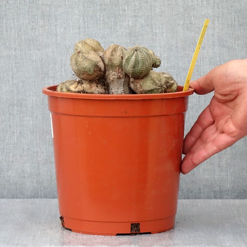 Example of Euphorbia globosa Topf mit 4L/5L as you get in automne