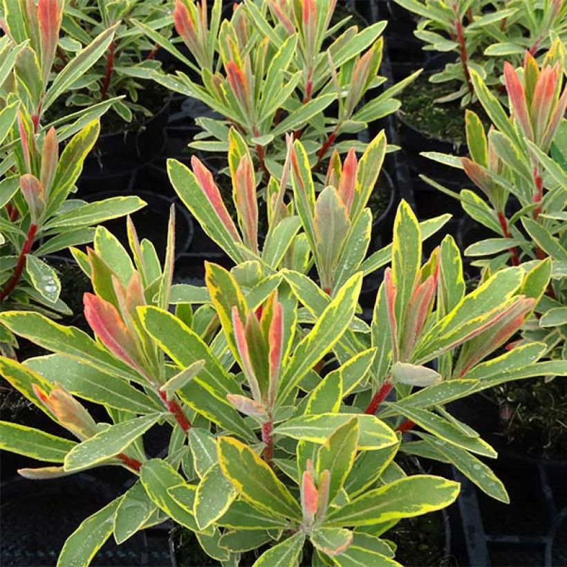 Euphorbia martinii Ascot Rainbow - Busch-Wolfsmilch (Foliage)
