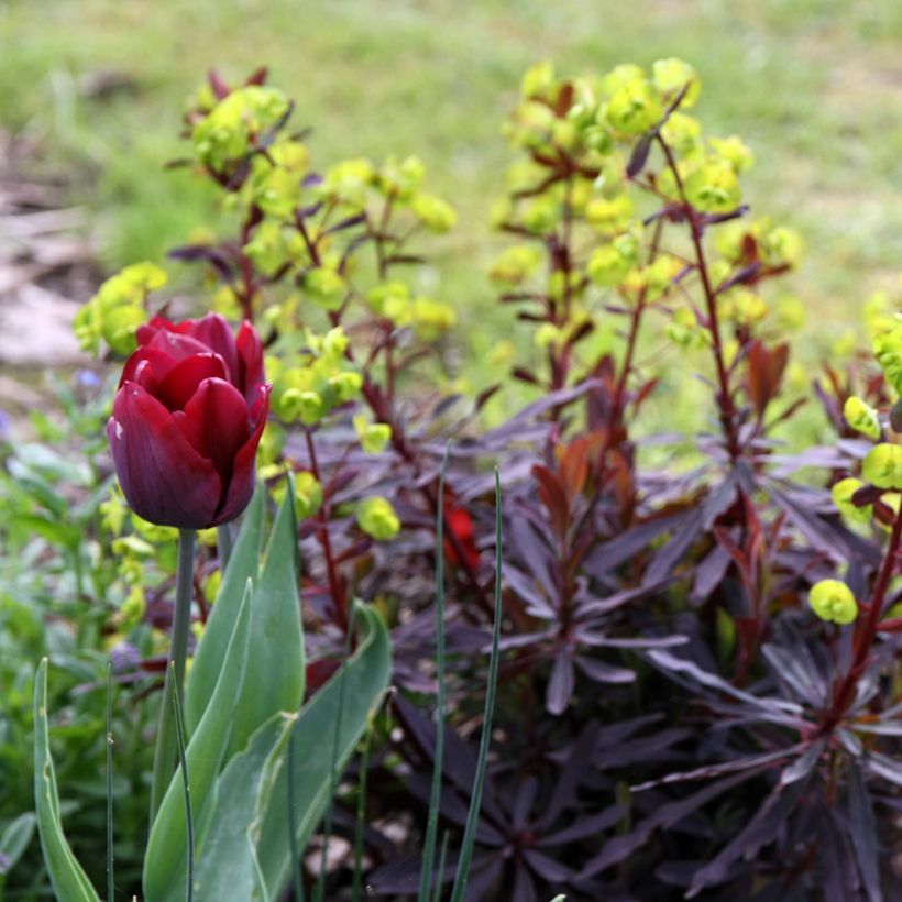 Euphorbia amygdaloides Purpurea - Mandelblättrige Wolfsmilch (Plant habit)