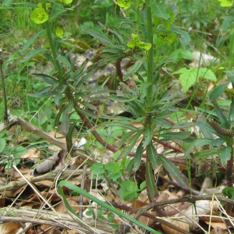 Euphorbia amygdaloïdes var. robbiae - Mandelblättrige Wolfsmilch (Foliage)