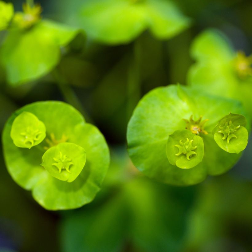 Euphorbia amygdaloïdes var. robbiae - Mandelblättrige Wolfsmilch (Flowering)